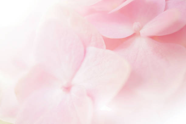 istock Sweet color hydrangea in soft color and blur style 481078856