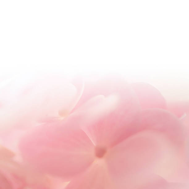 istock Sweet color hydrangea in soft color and blur style 481078858
