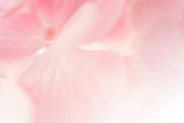 istock Sweet color hydrangea in soft color and blur style 481078860