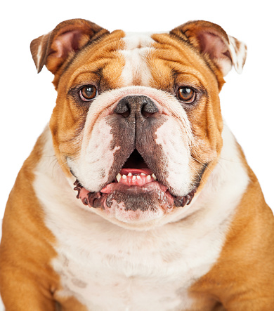 Head shot of a large and beautiful English Bulldog breed dog looking straight forward into the camera