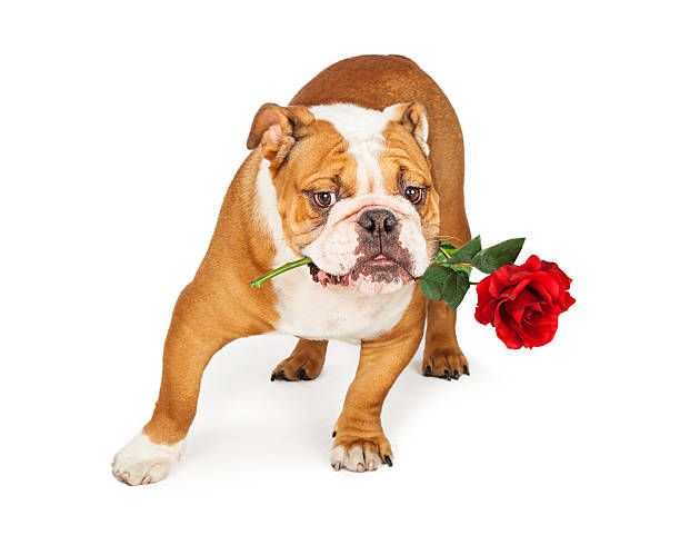 istock Bulldog Holding Red Rose in Mouth 481078922