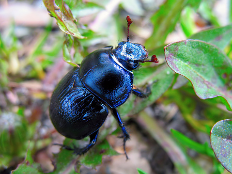 A beautiful dung beetle (Anoplotrupes stercorosus) in the forest.