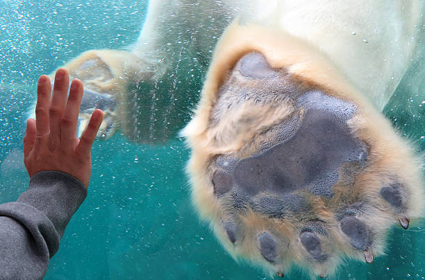istock Polar Bear Foot and Human Hand 481079028
