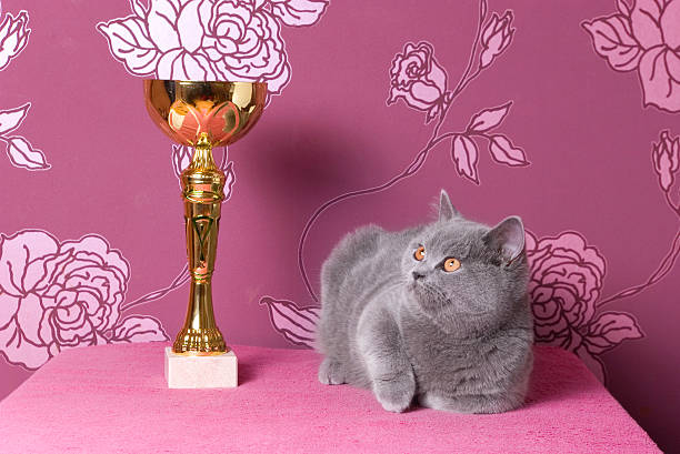 champion britannique de chaton à poils ras avec une tasse - best in show photos et images de collection