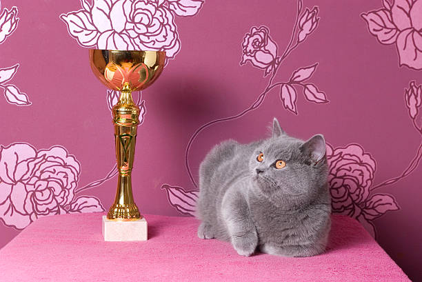 champion british shorthair kitten with a cup stock photo