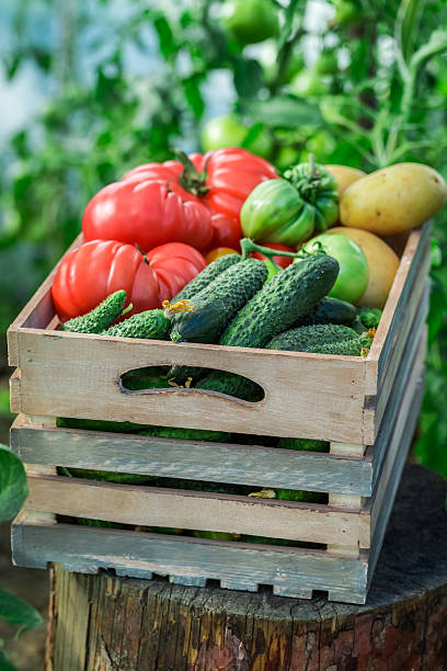 istock Fresh tomatoes and cucumbers to groceries 481079168