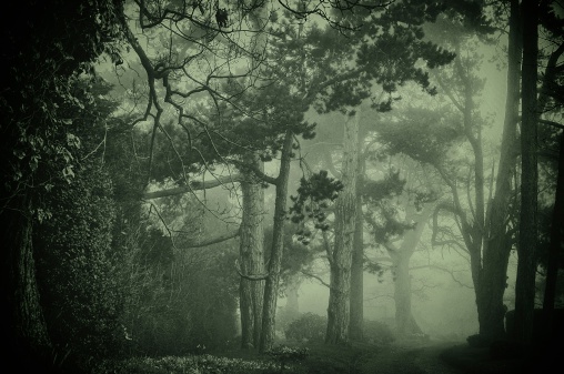 A misty dawn at the edge of a forest on the Lincolnshire Wolds, England.