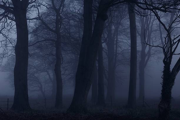 istock Foggy trees on the Lincolnshire Wolds 481079713