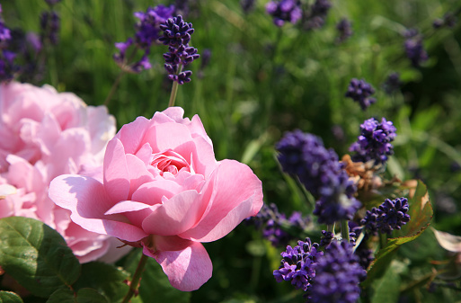 Beautiful pink rose bloom with lavender.