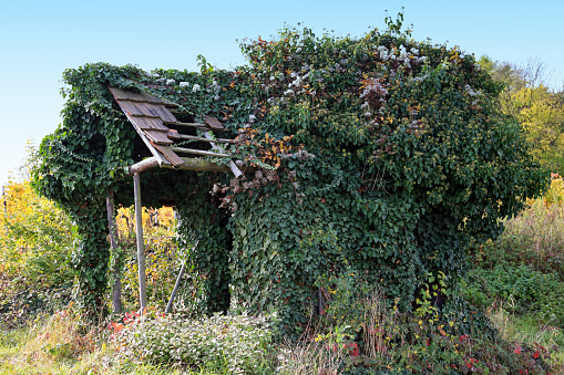 An old totally overgrown cabin in a European vineyard. Autumn colors.