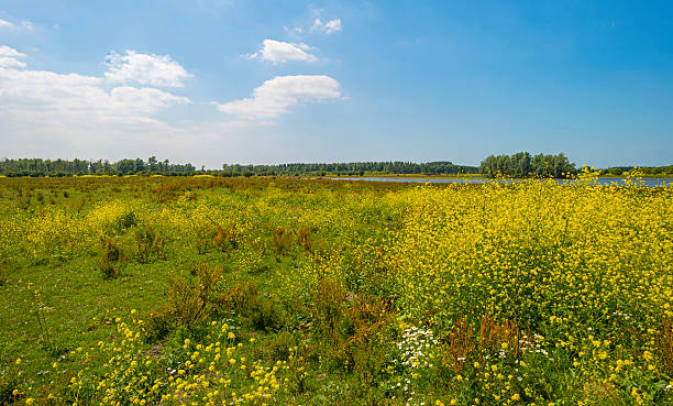 istock Wild flowers in a field in summer 481080452