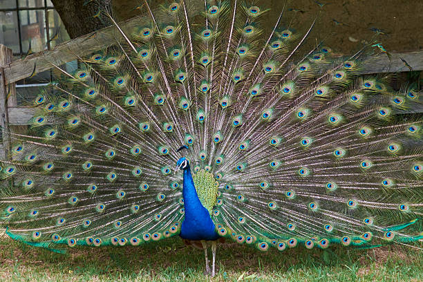 istock peacock with feathers fanned out 481080626