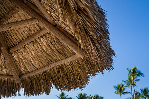 istock Palapa and Tropical Palm Trees 481081289