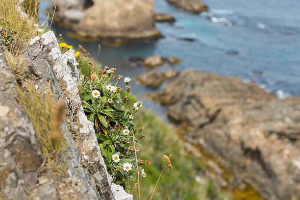 istock white wildflowers on the cliff 481081710