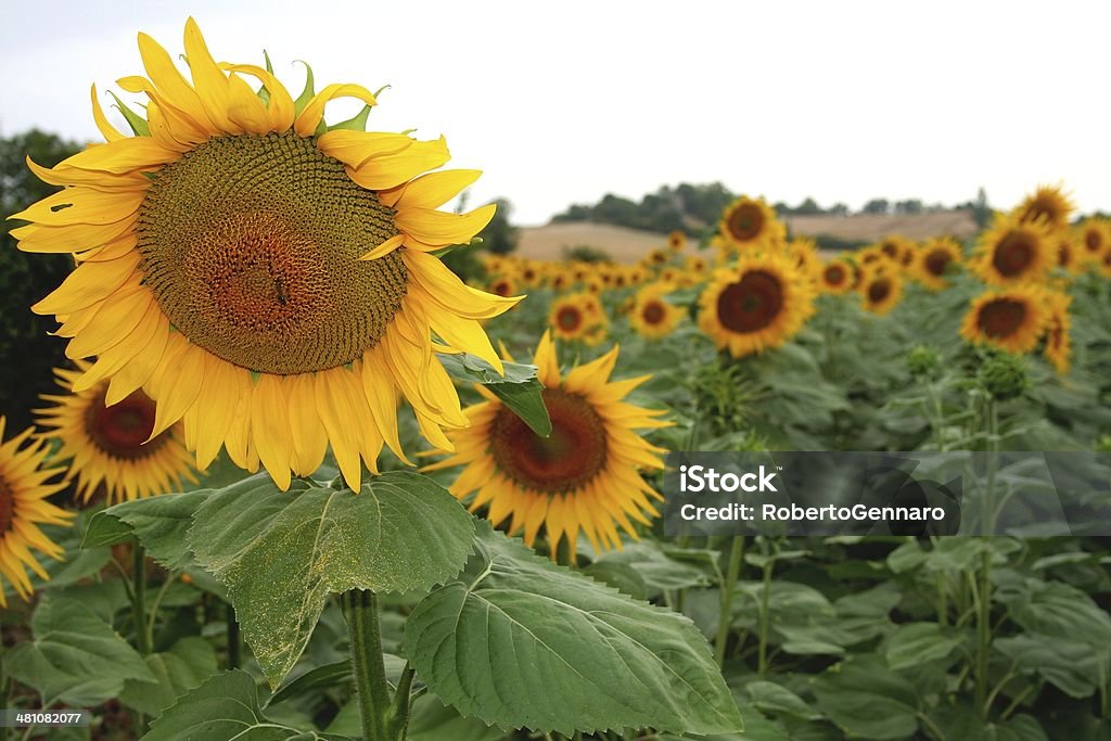 Campo de girassóis - Foto de stock de Agricultura royalty-free