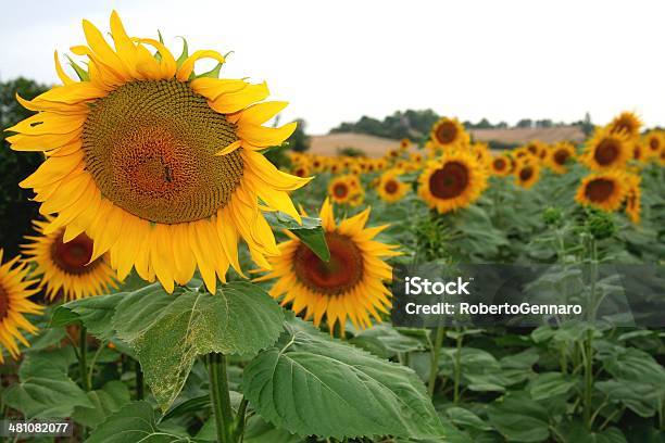 Foto de Campo De Girassóis e mais fotos de stock de Agricultura - Agricultura, Ajardinado, Amarelo