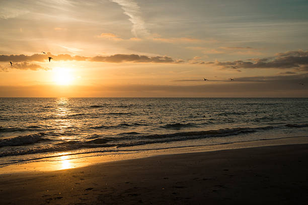 istock Beautiful sunset in Florida with seabirds. 481083735