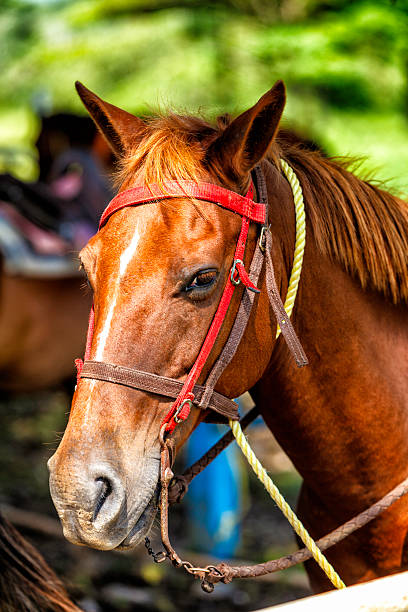 istock Horse head close-up with harness 481084033