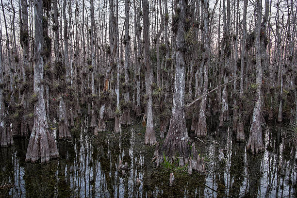 istock Cypress Trees in Swamp 481084235