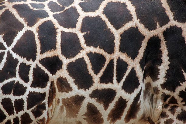 istock Rothschild's giraffe (Giraffa camelopardalis rothschildi) skin t 481084534