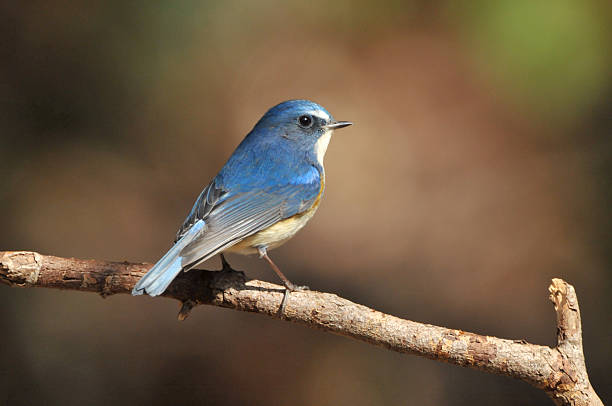 istock Red-flanked bluetail of perch 481084558