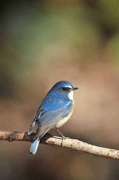 istock Red-flanked bluetail of perch 481084566