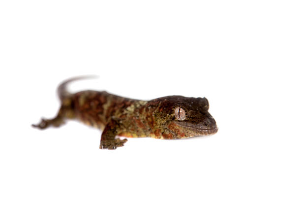 istock Mossy New Caledonian gecko isolated on white 481085248