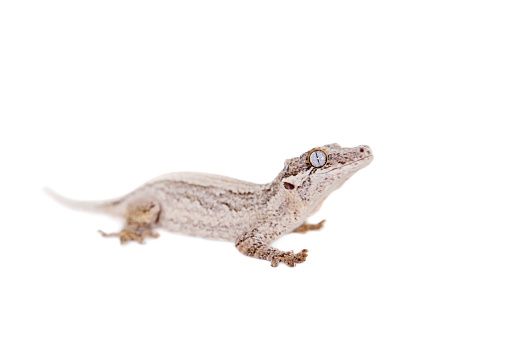 The gargoyle or New Caledonian bumpy gecko, Rhacodactylus auriculatus isolated on white