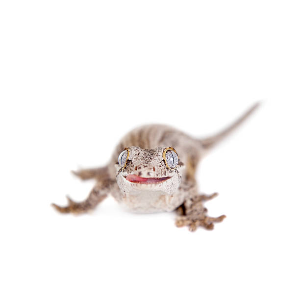istock The gargoyle, New Caledonian bumpy gecko on white 481085282