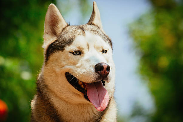 istock Portrait of a Siberian Husky. 481085598