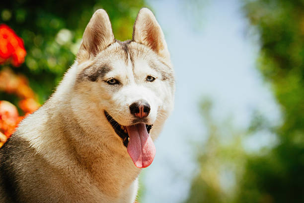 istock Portrait of a Siberian Husky. 481085748