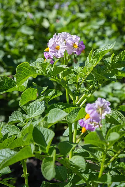 Violet flowers of potato plant closeup