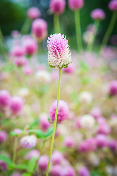 istock Pink flowers in garden 481086200