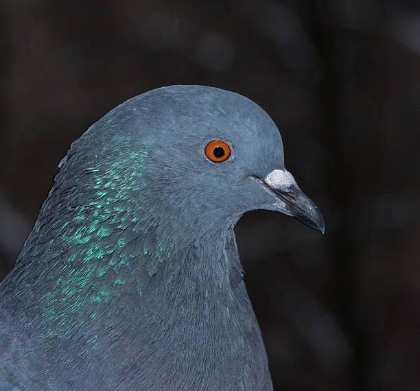 close-up de pigeon - cambered - fotografias e filmes do acervo