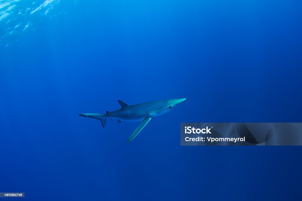Blue Shark-Blue Shark (Prionace glauca) Blue Shark (Prionace glauca), Pico island , Azores. 2015 Stock Photo