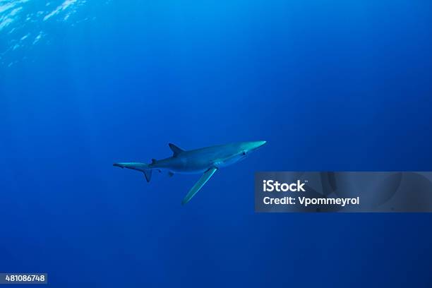 Blue Sharkblue Shark Stock Photo - Download Image Now - 2015, Animal, Animal Wildlife