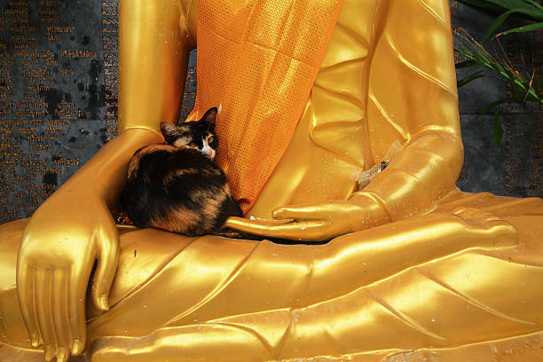 Cat sleeping on the lap of Buddha