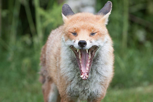 Portrait of curious red fox sitting on the edge of the road.