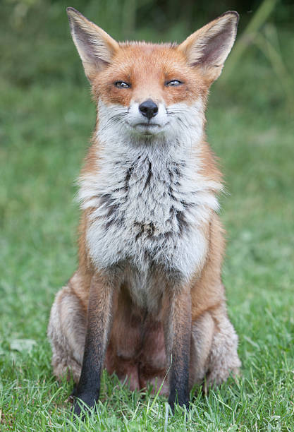 istock Red Fox in Surrey, South East England 481086807