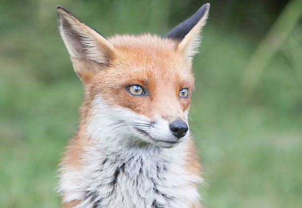 istock Red Fox in Surrey, South East England 481086811