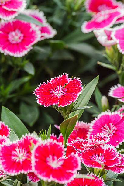 istock Dianthus Chinensis Flowers. 481086887