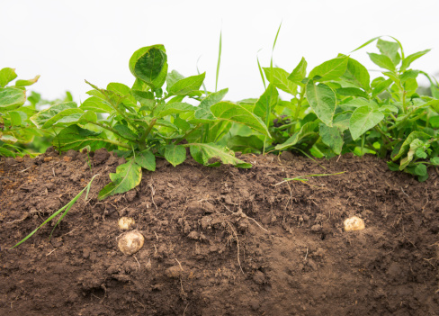 A cross section under potato plants, with potatoes growing in the soil below.