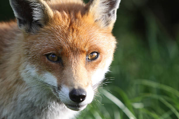 istock Red Fox in Surrey, South East England 481087049