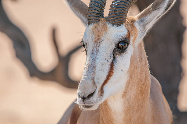 istock Close-up of springbok face 481087064