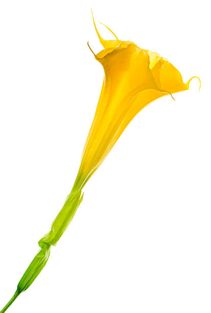 Angel's Trumpet - Datura flower.