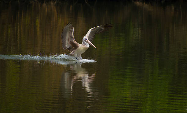 pássaro aquático pousando no pelicano - pelican landing imagens e fotografias de stock
