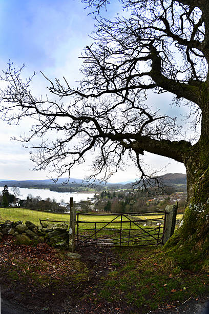 istock Lake Windermere from near to Jenkins Crag 481089774