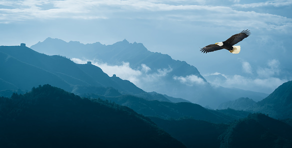 Eagle volando sobre las montañas en la niebla de la mañana photo