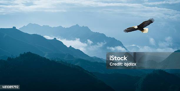 Eagle Flying Over Mist Mountains In The Morning Stockfoto en meer beelden van Arend - Arend, Vliegen, Vogel