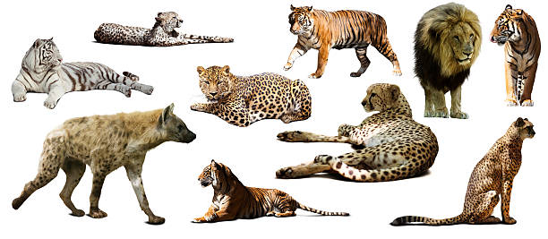 istock Set of  hyena  and other feliformia 481089846